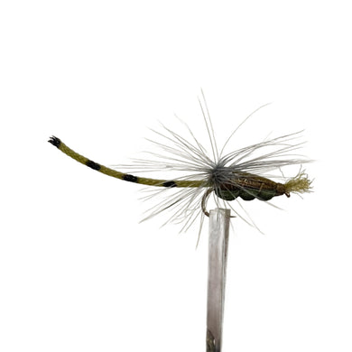 Fly Fishing Dry Fly Best Australia New Zealand Tasmania Damsel Olive